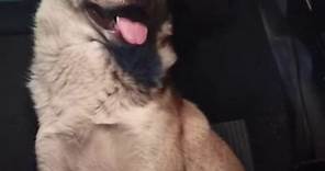 Historia de 'Bobby', el perrito que se hizo viral al perderse tras subirse a un camión en Puebla. #Puebla #Viral #Bobby #Dog #Funny #fyp