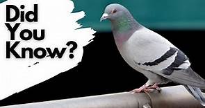 Things you need to know about FERAL PIGEONS!