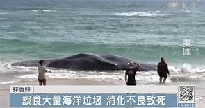 抹香鯨擱淺夏威夷海灘 胃裡都是海洋垃圾