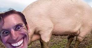 What Is The Scientific Name Of A Pig