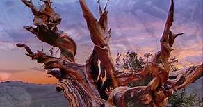 Matusalén el árbol más antiguo en el mundo