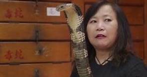 （香港故事）“蛇妹”周嘉玲與蛇共生40年：曾當過小明星 也曾死裏逃生