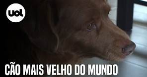 Cão mais velho do mundo tem 30 anos e é de Portugal; Bobi, um rafeiro, foi reconhecido pelo Guinness