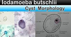 Iodamoeba butschlii cyst Morphology