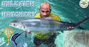 Milkfish Hatchery in the Philippines | Spontaneous Spawning of Milkfish | BFAR Philippines