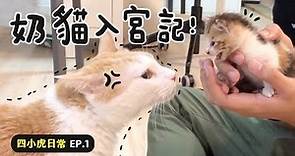 【黃阿瑪的後宮生活】奶貓入宮記！四小虎日常EP.1