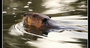 A History of Once-Common Beavers in California - Bay Nature