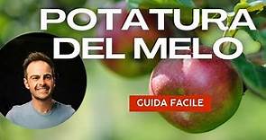 Potatura del melo: metodo semplice per potare il melo, regole e raccomandazioni da seguire