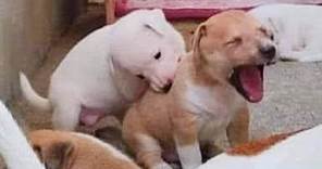 Videos De Risa De Animales 2023 - 10 Momentos Más Divertidos Perros del Año 😂