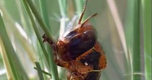 Plague of Locusts Timelapse | Wild Africa | BBC Earth