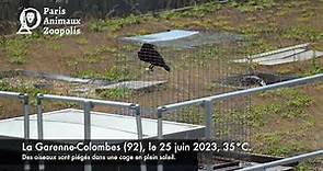 ENQUÊTE : La Garenne-Colombes piège des oiseaux !