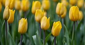 Flores amarillas: por qué se regalan el 21 de marzo y cómo resurgió la tradición