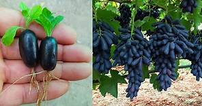 Discover the Secret to Growing Black Grapes with Aloe Vera and Water
