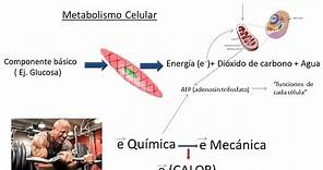 ¿CÓMO PRODUCE Y PIERDE CALOR EL CUERPO HUMANO? 🌡️ - Fisiología de la TEMPERATURA CORPORAL #1