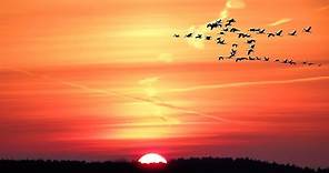 Beautiful Sunrise Video with birds | Early morning time Lapse