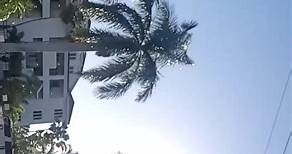 #florida #palmtrees | Lenny Hart