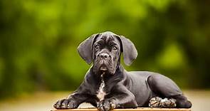 5 Best Cane Corso Rescues for Adoption