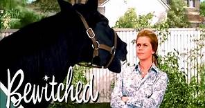 Samantha Turns A Horse Into A Human | Bewitched