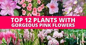 Top 12 Plants With Gorgeous Pink Flower 💕
