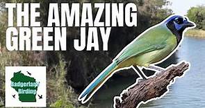 Feathered Jewels: The Enchanting World of Green Jays