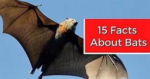 15 Interesting Facts About Bats