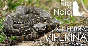 Culebra viperina, Cobra viperina (Natrix maura) culebra de agua. Ría de Noia