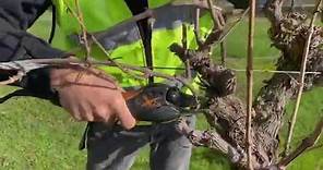 The basics of pruning a grapevine part 1: Introduction to pruning