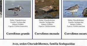 Aves, orden Charadriiformes, familia Scolopacidae correlimos andarríos playerito común mar las del