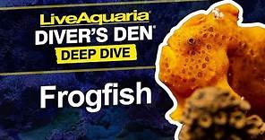 LiveAquaria® Diver’s Den® Deep Dive: Frogfish