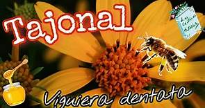 Tajonal (Viguiera dentata) - flor importante en la producción de miel