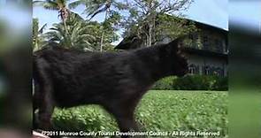 The Cats at Key West's Ernest Hemingway Home & Museum