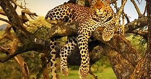Serengeti: Official BBC Trailer