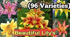 96 TYPES OF LILY'S,NAMES and VARIETIES