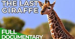 The Last Giraffe - How the World's Tallest Land Animal Became Extinct | Free Documentary Nature