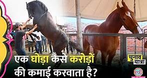 Pushkar Mela 2023 में मिला भारत का सबसे लंबा घोड़ा, मालिक की कमाई जान हैरान रह जाएंगे! Rajasthan
