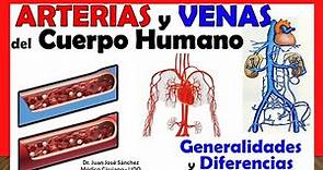 🥇 Arterias vs Venas. GENERALIDADES y DIFERENCIAS
