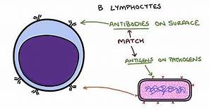 Understanding the Cells of the Immune System