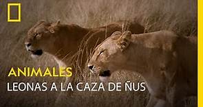 Esta leona activa el modo invisible cuando caza ñus | NATIONAL GEOGRAPHIC ESPAÑA