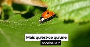 La Coccinelle - cycle de vie et autres informations sur cet insecte