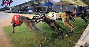 Australian racing greyhounds - Dog race