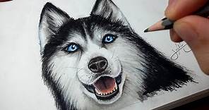 Comment dessiner un chien : Husky [Tutoriel]