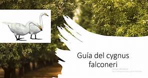 Guía del cygnus falconeri