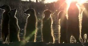 Le clan des suricates : l'aventure commence (2012) Streaming français