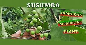 Susumba (Solanum Torvum) uses in TRADITIONAL MEDICINE / Earth's Medicine