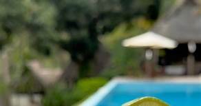 Hoy en Pumarinri🌳, Adler nos enseña de manera práctica cómo preparamos el Chilcano de Taperiba🍹, que se convierte en el toque refrescante perfecto para una tarde de relajación en la piscina 😌🙌. ¡No querrás perdértelo en tus próximas vacaciones! 📍Para informes y reservas: 📞 ( 51) 935 238 359 ✉ info@pumarinri.com 💻 pumarinri.com . . #pumarinri #tarapoto #sanmartin #peru #hotel #lodge #casadearbol #treehouse #cabañas #selva #selvaperuana #amazonia #drink #cocktail #bar #bartender #coctel #ch