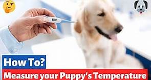 How to Measure your Puppy's Temperature? What's the Normal Temperature for puppies?