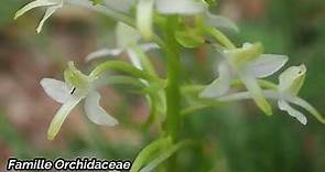 Une orchidée sauvage blanche (Platanthera bifolia)