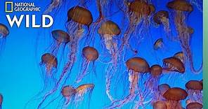 Jellyfish 101 | Nat Geo Wild