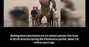 Arctodus: The Enigmatic Giant Short-Faced Bear