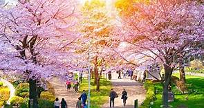 Cherry Blossoms in Tokyo: 12 of the City's Best Places for Sakura in 2024 | LIVE JAPAN travel guide